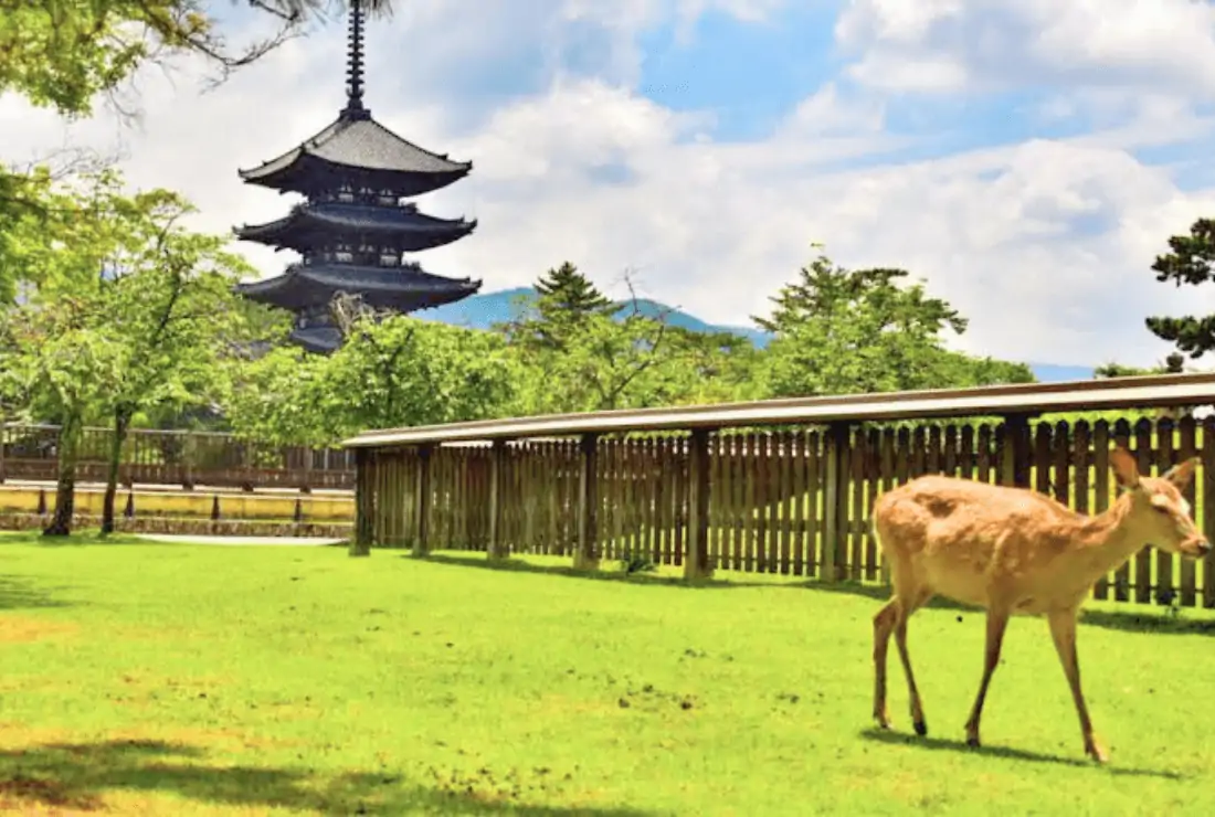 【2025年最新】奈良の人気結婚相談所15社｜年代別・料金・口コミを比較