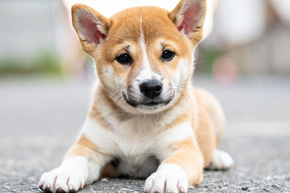 そもそも犬系男子とは？