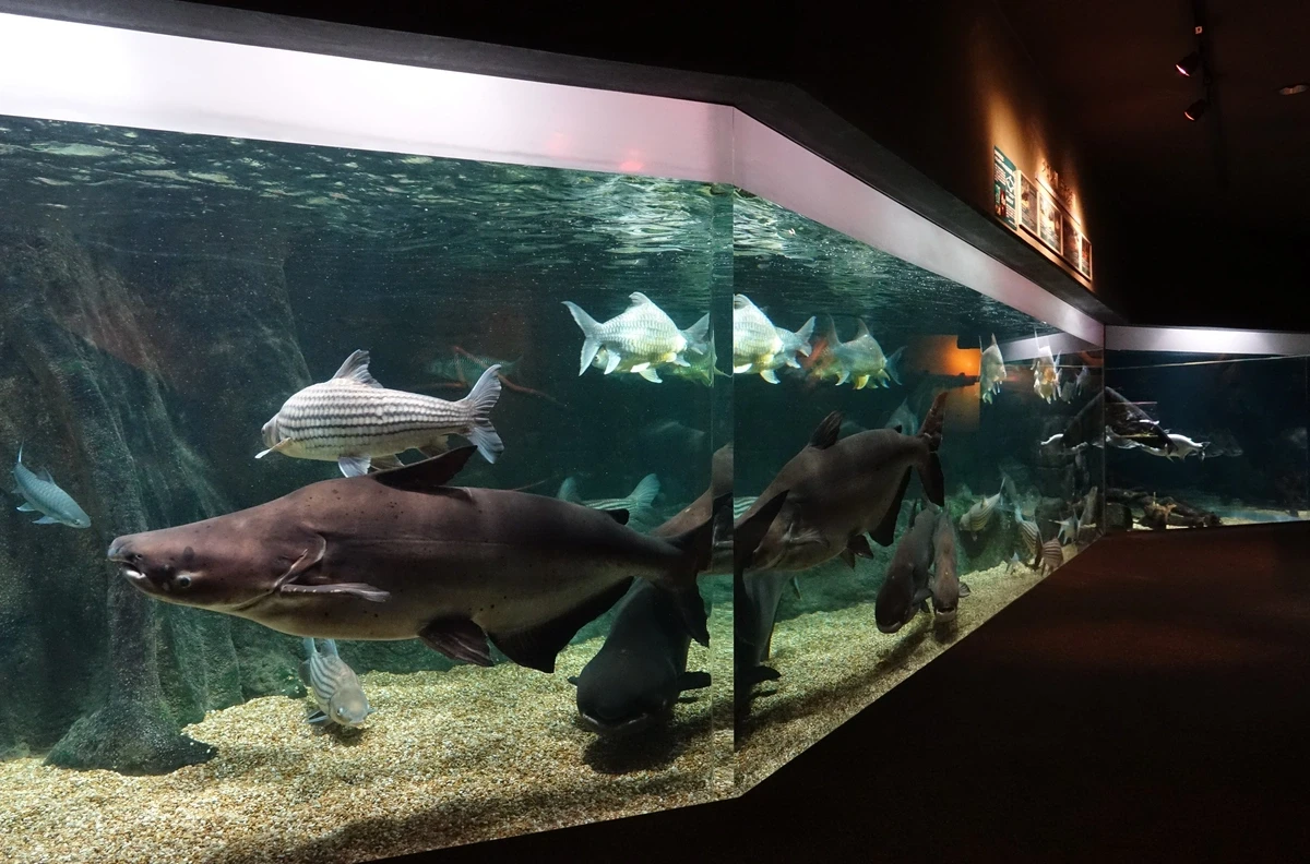 【岐阜・各務原】世界淡水魚園水族館 アクア・トト ぎふ