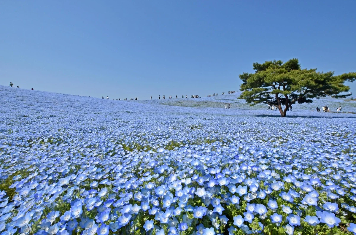 【茨城・ひたちなか】国営ひたち海浜公園