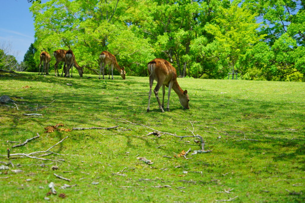 奈良公園