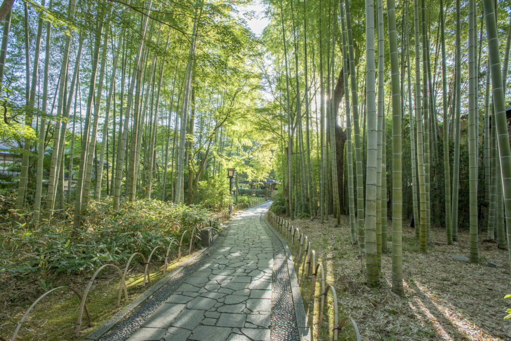 竹林の小径