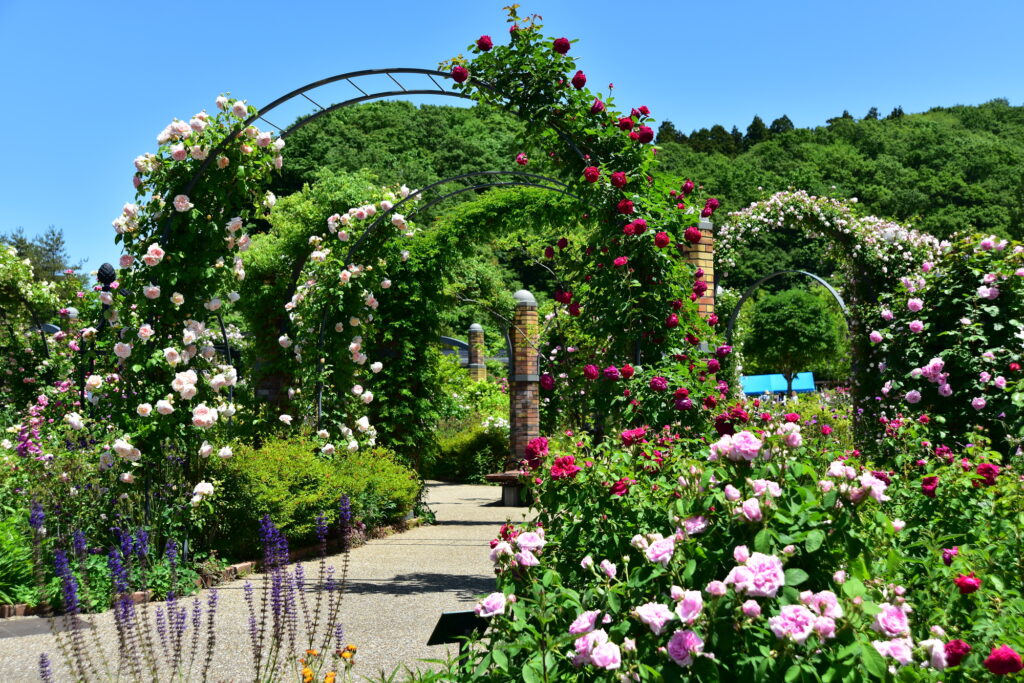 国営越後丘陵公園