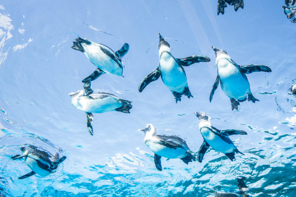 サンシャイン水族館