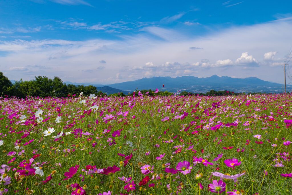 鼻高展望花の丘