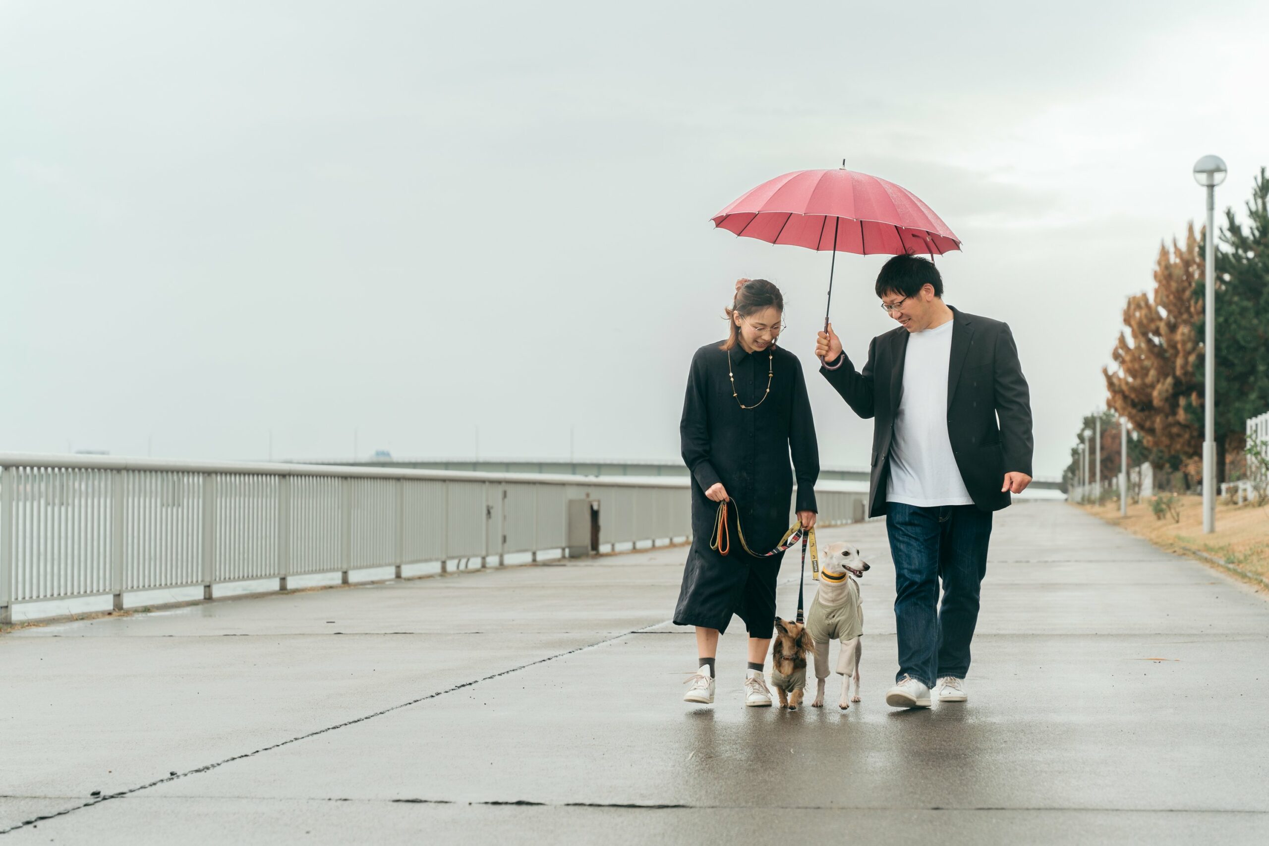 犬好きをきっかけに出会った二人。親よりも緊張した犬との顔合わせの末、成婚退会へ